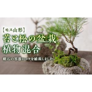 ふるさと納税 【モス山形】苔と松の盆栽 植物混合（軽石） F2Y-5147 山形県