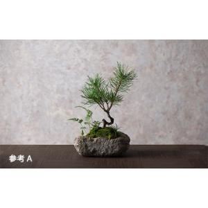 ふるさと納税 【モス山形】苔と松の盆栽 植物混...の詳細画像1