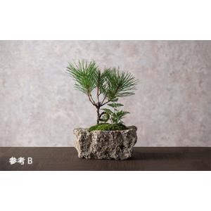 ふるさと納税 【モス山形】苔と松の盆栽 植物混...の詳細画像2