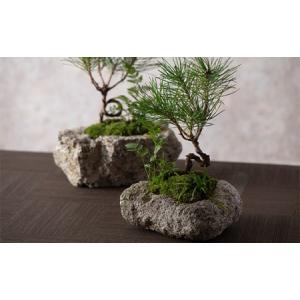ふるさと納税 【モス山形】苔と松の盆栽 植物混...の詳細画像3