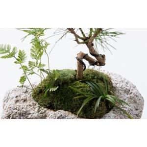ふるさと納税 【モス山形】苔と松の盆栽 植物混...の詳細画像4