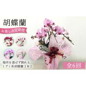 ふるさと納税 【全6回定期便】胡蝶蘭 お楽しみ定期便 ( お祝い / 開店祝い / 就任祝い ) 糸島 / はざま園芸 [AND003] 胡蝶蘭 お祝い ギフト 福岡県糸島市