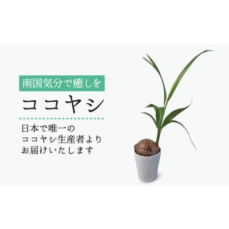ふるさと納税 ココヤシ 観葉植物 《糸島》【はざま園芸】[AND004] 福岡県糸島市
