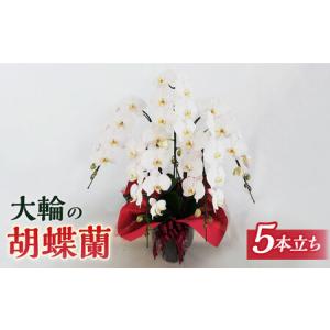 ふるさと納税 胡蝶蘭 大輪 白 ( 5本立 ) ( お祝い / 開店祝い / 就任祝い )《糸島》【はざま園芸】[AND002] 福岡県糸島市
