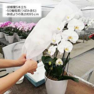 ふるさと納税 胡蝶蘭 大輪 白 ( 5本立 )...の詳細画像1