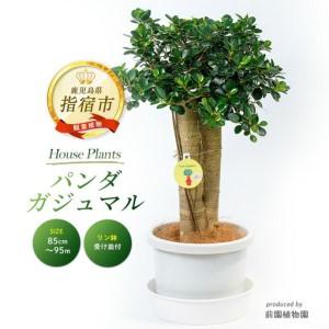 ふるさと納税 2026年1月中旬〜発送【観葉植物】パンダガジュマル85cm〜95cm リン鉢 前園植物園 IB002-010 観葉植物 ※北海道・沖縄・離島配送.. 鹿児島県指宿市