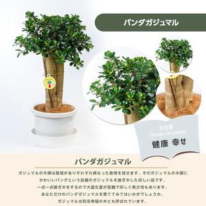 ふるさと納税 【観葉植物】パンダガジュマル85...の詳細画像1