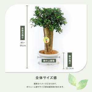 ふるさと納税 【観葉植物】パンダガジュマル85...の詳細画像2