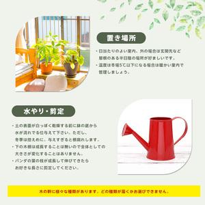ふるさと納税 【観葉植物】パンダガジュマル85...の詳細画像3