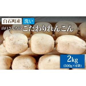 ふるさと納税 洗い れんこん 2kg（500g×4袋）〜山口さんちの贈り物〜
