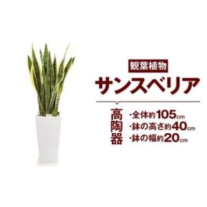 ふるさと納税 サンスベリア 観葉植物 高陶器 高さ約40cm 幅約20cm 7寸 植物 インテリア ガーデン 熊本県高森町