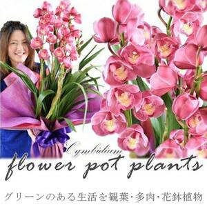 ふるさと納税 【定期便 12か月】グリーンのある生活を観葉・多肉・花鉢植物（12か月）【 観葉植物 花 インテリア 】 大阪府門真市