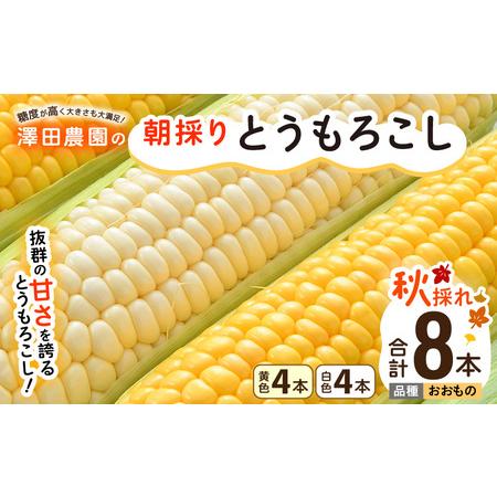 ふるさと納税 【先行予約】秋とうもろこし 黄色 白色 計8本 おおもの 朝採り ／ 期間限定 数量限...