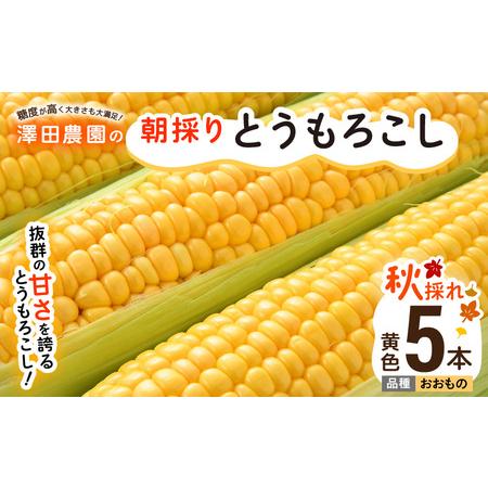ふるさと納税 【先行予約】秋とうもろこし 5本 おおもの 黄色 朝採り ／ 期間限定 数量限定 ハウ...