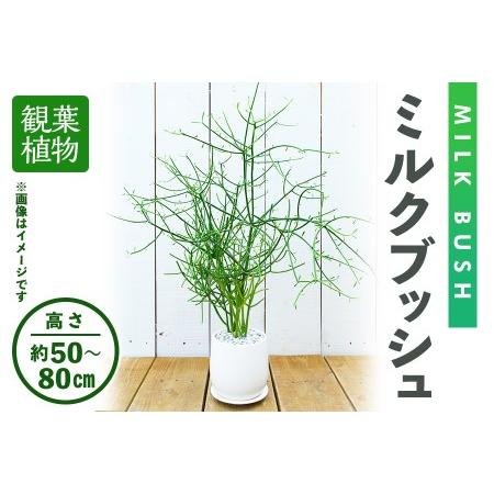 ふるさと納税 ＜観葉植物＞ミルクブッシュ(高さ約50〜80cm、巾約40cm・陶器鉢・受け皿付)観葉...