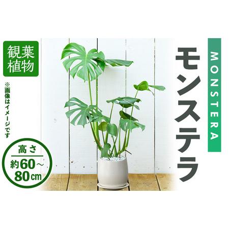 ふるさと納税 ＜観葉植物＞モンステラ(高さ約60〜80cm・巾約40cm、陶器鉢・受け皿付)観葉植物...