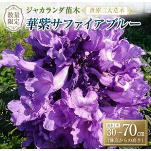 ふるさと納税 ≪世界三大花木≫ ジャカランダ 苗木 華紫サファイアブルー 30cm〜70cm_CA72-25 宮崎県日南市