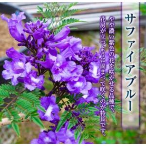 ふるさと納税 ≪世界三大花木≫ ジャカランダ ...の詳細画像1