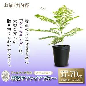 ふるさと納税 ≪世界三大花木≫ ジャカランダ ...の詳細画像2