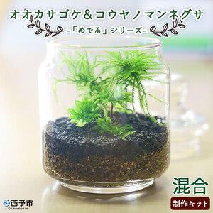 ふるさと納税 「めでる」シリーズ：苔テラリウム制作キット オオカサゴケ&amp;コウヤノマンネングサ 混合パ...