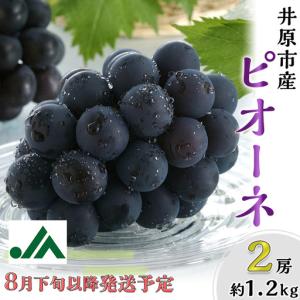 ふるさと納税 岡山県産 種無し ピオーネ2房（約1.2kg）【2026年8月下旬〜9月中旬発送予定】（いばら愛菜館） 岡山県井原市