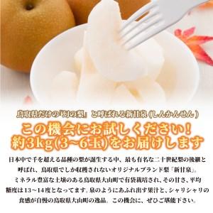 ふるさと納税 【先行予約】DS-15 新甘泉梨...の詳細画像1