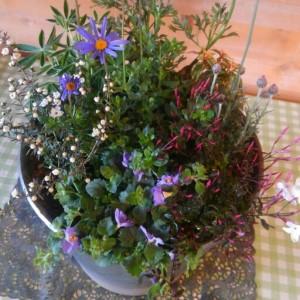 ふるさと納税 花の寄せ植え 35cm鉢【005C...の商品画像
