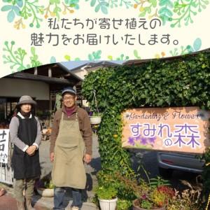 ふるさと納税 花の寄せ植え 35cm鉢【005...の詳細画像4