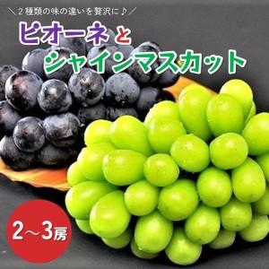 ふるさと納税 ピオーネとシャインマスカットの詰合せ　２〜３房　0010-2601 山形県上山市