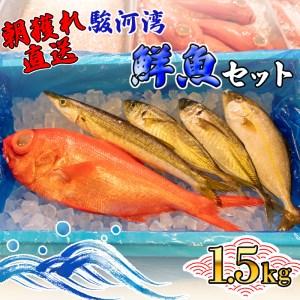 ふるさと納税 旬 鮮魚 セット 1.5kg 朝獲れ 沼津 駿河...