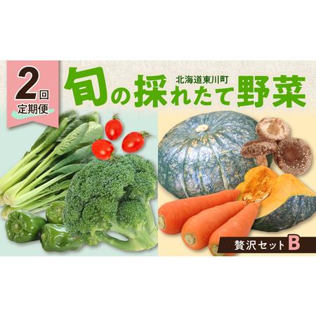 ふるさと納税 【2回定期便】旬の採れたて野菜「贅沢セットB」 北海道東川町