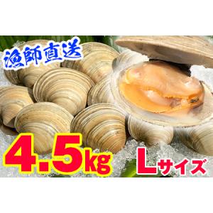 ふるさと納税 漁師直送！活ホンビノス貝4.5kg◇（Lサイ...