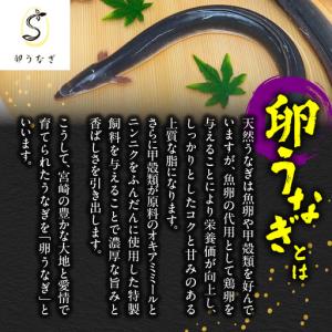 ふるさと納税 1749-1 【特大】九州産うな...の詳細画像2