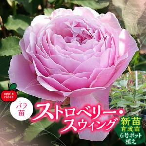 ふるさと納税 【Apple Roses】バラ苗『...の商品画像