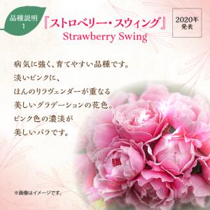 ふるさと納税 【Apple Roses】バラ苗...の詳細画像1