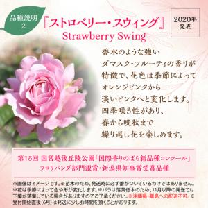 ふるさと納税 【Apple Roses】バラ苗...の詳細画像2