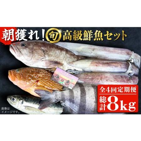 ふるさと納税 【全4回定期便】【五島列島・直送】朝獲れ！高級鮮魚セット2kg 五島市 / 鯛福丸水産...