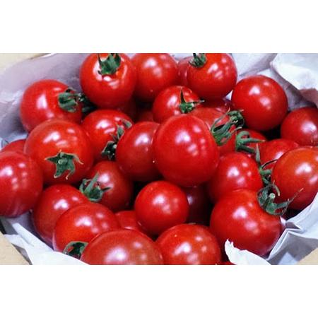 ふるさと納税 1.1-9-14 フルーツトマト「太陽のめぐみ」1kg 山梨県南アルプス市