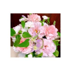 ふるさと納税 【定期便3ヶ月】日時指定可能 お...の詳細画像1