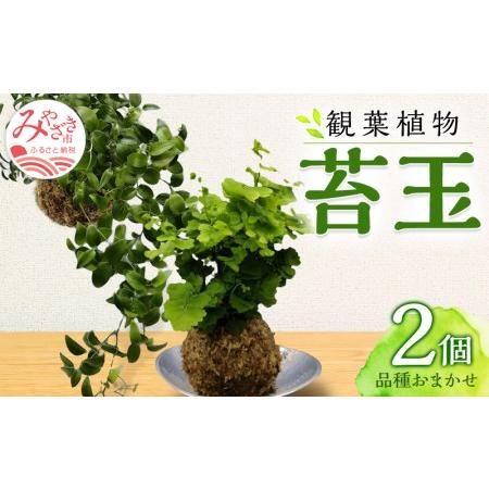 ふるさと納税 観葉植物 苔玉 2個セット (品種おまかせ) 宮崎県宮崎市
