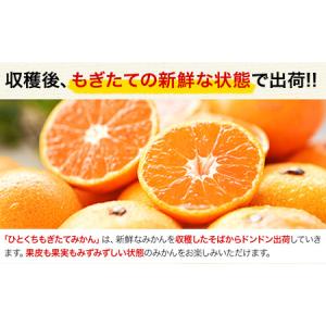 ふるさと納税 訳あり ひとくちもぎたてみかん ...の詳細画像2