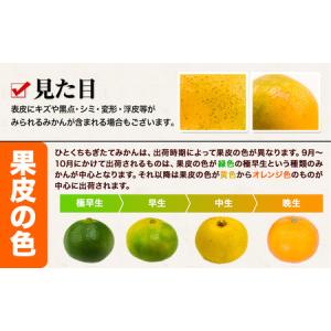 ふるさと納税 訳あり ひとくちもぎたてみかん ...の詳細画像4