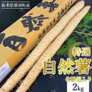 ふるさと納税 那須町産 自然薯 2kg 化粧箱入り | とろろ〔P-352〕 ※2026年12月〜発送 栃木県那須町