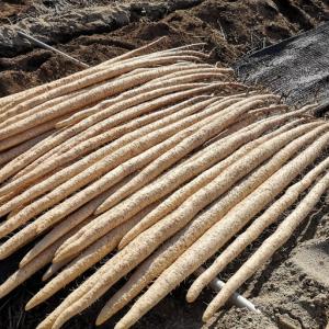 ふるさと納税 那須町産 自然薯 2kg 化粧箱...の詳細画像2