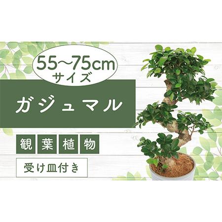 ふるさと納税 ガジュマル曲り 昇り龍55cm〜75cm Green Base 030-1392 観葉...
