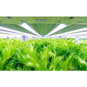 ふるさと納税 倉敷産 低カリウム レタス 8パックセット