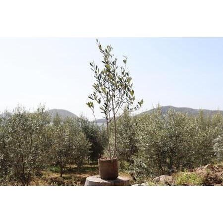 ふるさと納税 小豆島のオリーブ苗木（特大） 香川県小豆島町