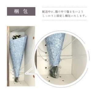 ふるさと納税 SBT0011 《定期便 12ヵ...の詳細画像3
