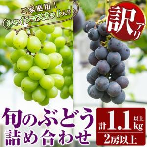 ふるさと納税 A0-248 ＜期間限定！2026年8月下旬〜10月末までの間に発送予定＞《訳あり・数量限定》シャインマスカット入り旬のぶどう・ご家庭.. 鹿児島県霧島市