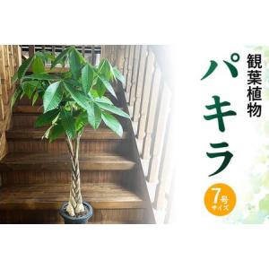 ふるさと納税 066-17 観葉植物 パキラ1鉢 鹿児島県南九州市
